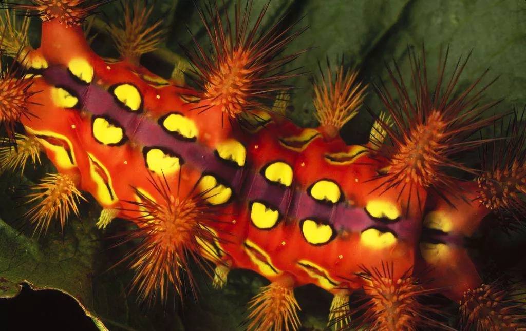 赛道头盘红油箭毒蛙配巴西黄蝎药膳