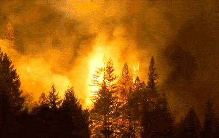 澳大利亚的森林大火已经燃烧四个月了.文|dedee