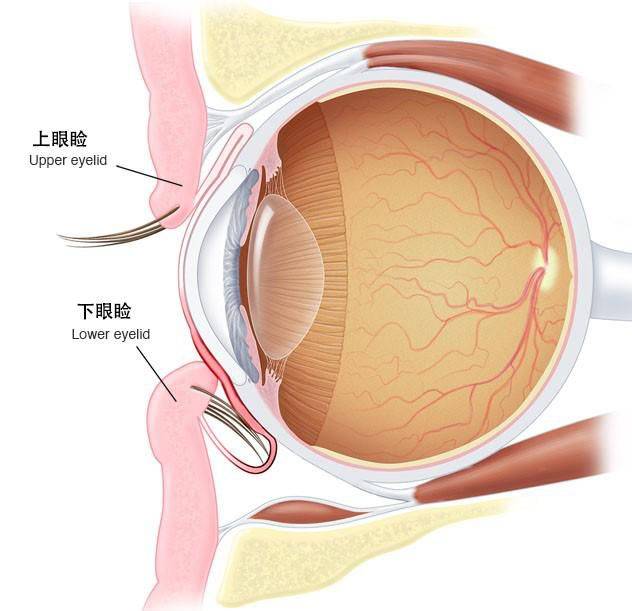 绿鸽爱眼工作室 