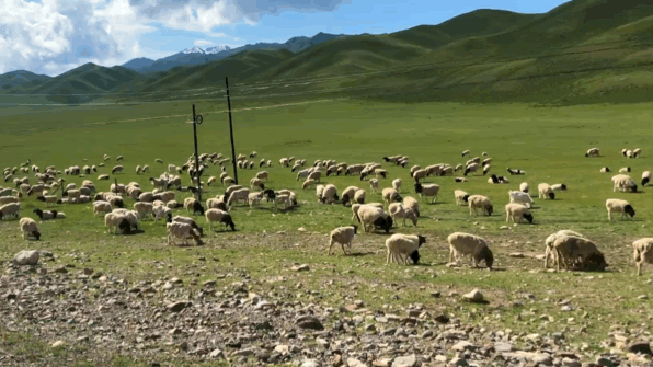 羊咩咩往前走:车则木马原创实拍:呆呆看着车队的羊咩咩只要穿越羊群
