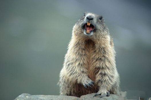 看完土拨鼠可爱生动的表情后,再看全新宝马4系的照片,是否有一种再也