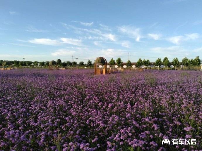 开着爱车去沧州兴丰农场参加车友聚会