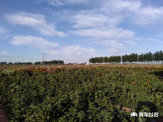 开着爱车去沧州兴丰农场参加车友聚会